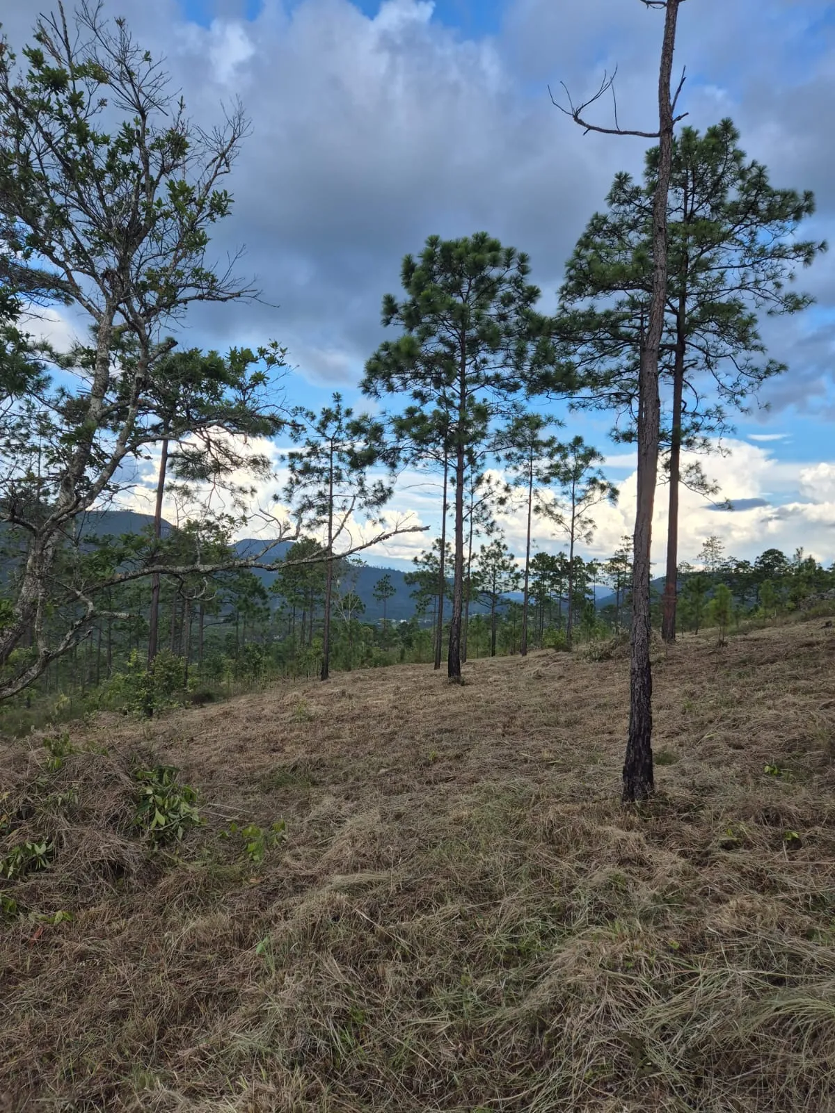 Terreno en Venta en las Limas Zambrano Terreno en Venta en las Limas Zambrano