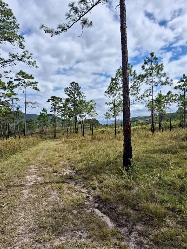 Terreno en Venta en las Limas Zambrano Terreno en Venta en las Limas Zambrano